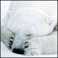 Аватар для Polar Bear