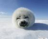   (seal)