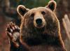   HighFiveBear